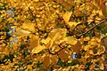 Alniaria alnifolia 'Submollis' leaves in autumn