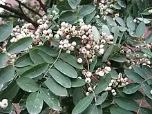 Foliage and clusters of small white fruits