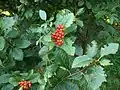 Foliage and fruit