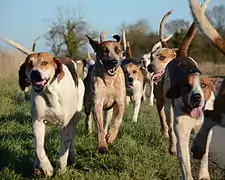 South Wold Hunt - English foxhound pack