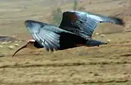 Southern bald ibis in flight, Lesotho