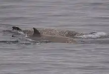 Two southern bottlenose whales surfacing