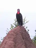 Perched on a termite mound