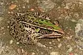 Southern Leopard Frog (Lithobates sphenocephalus), Occoquan Bay National Wildlife Refuge, Woodbridge, Virginia