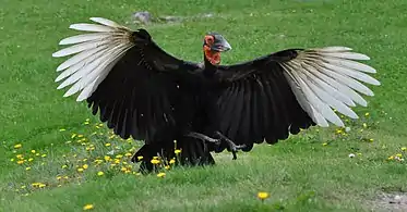 Contrasting primary and secondary feathers seen upon landing