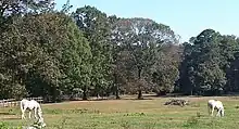 Two white horses in a field which is surrounded by trees and a split-rail fence.