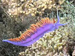 A Spanish shawl nudibranch in the Channel Islands of California.