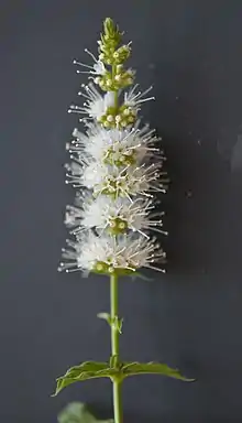 White flowering whorls of a spearmint plant.