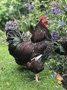 Speckled Sussex cockerel at two years of age