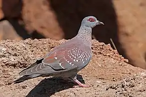 C. g. bradfieldi, Damaraland, Namibia