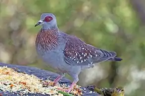 C. g. guinea, Lake Baringo, Kenya