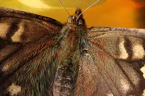 Hairs on wings of a female