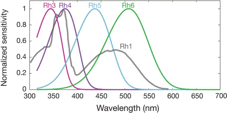 Spectral sensitivities of Drosophila melanogaster opsins in white eyed flies. The sensitivities of Rh3–R6 are modelled with opsin templates and sensitivity estimates from Salcedo et al. (1999). The opsin Rh1 (redrawn from Salcedo et al.) has a characteristic shape as it is coupled to a UV-sensitising pigment.