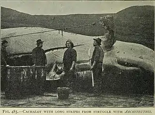 #73 (15/8/1903)Sperm whale in whose jaws a giant squid tentacle fragment was found (Murray & Hjort, 1912:652, fig. 485). The "long stripes" visible on the head consisted of putative giant squid sucker scars around an inch (2.5 cm) across.