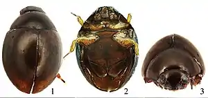 Specimen of Sphaerius minutus (Sphaeriusidae) in various views