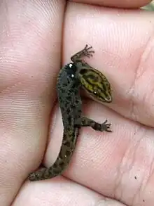 Salamanquita de la Virgen(Sphaerodactylus macrolepis)