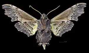 Female underside