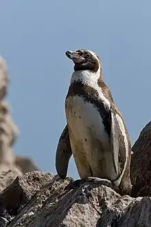 Humboldt penguin, native to Chile and Peru