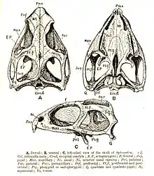 Skull of the tuatara in various views