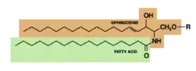 Sphingolipid