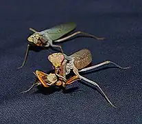 Sphodromantis lineola