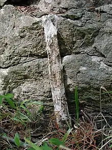 Sphodros species tube