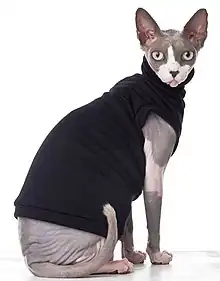 Sphynx cat wearing clothes