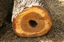 Log with heart-rot
