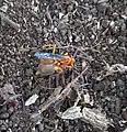 A spider wasp feeding on a spider in Nairobi, Kenya