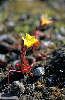 Saxifraga flagellaris