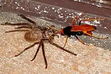 A Western Australian pompilid has captured a large huntsman spider.