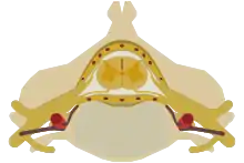 The spinal cord nested in the vertebral column.