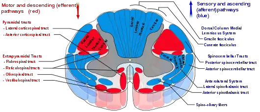 Drawing of cross-section of the spinal cord