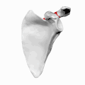Left scapula seen from behind (spine shown in red).