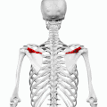 Position of spine (shown in red). Animation.