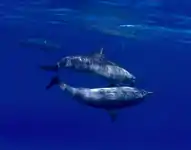 Spinner dolphins at Ras Samadai