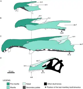 Diagram of four fossil skulls from different spinosaurids