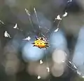 On a tufted web in Houston, Texas