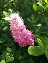 Californian close-up