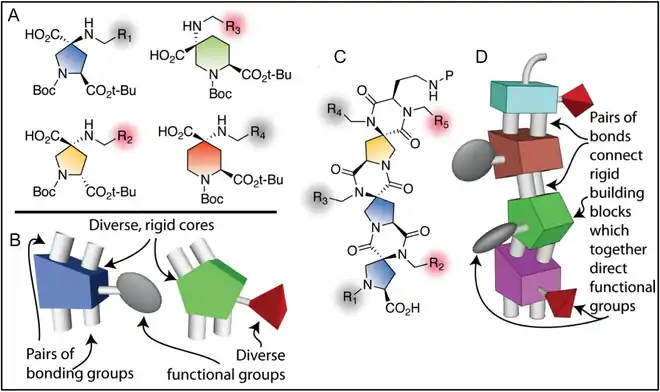 Spiroligomer scaffolds