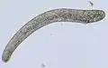 Spirostomum macronucleus