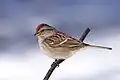 American tree sparrow (Spizelloides arborea)