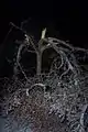 Tree split apart under the weight of ice on its branches in Siloam Springs, Arkansas.