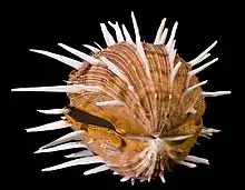 A shell of "Spondylus regius"