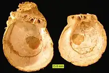 The thorny oyster Spondylus right and left valve interiors from the Pliocene of Cyprus