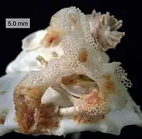 Hexactinellid sponge on a xenophorid gastropod.
