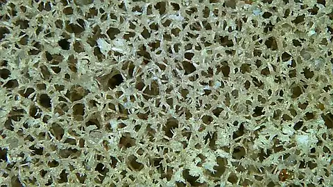 Network of sponge spicules