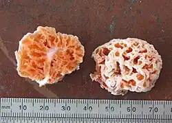Two halves of the orangish sponge-like fungus, with a ruler shown at the bottom for scale.