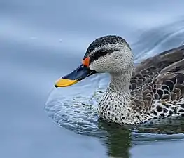 At Jamnagar, India