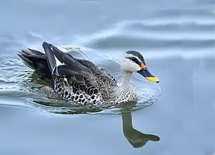 At Jamnagar, India